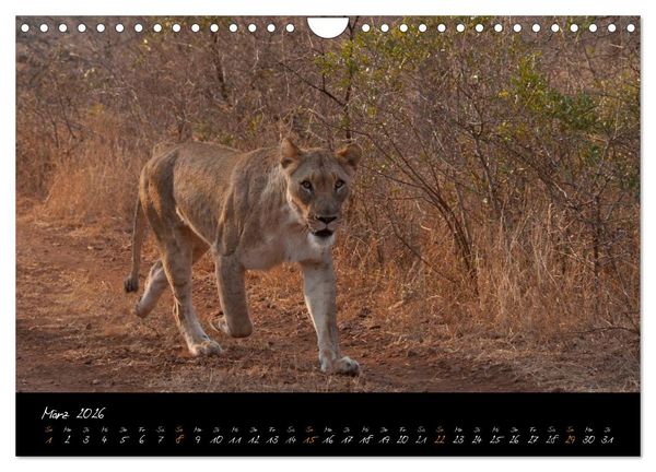 Produktbild: Wilde L&ouml;wen (Wandkalender 2026 DIN A4 quer), CALVENDO Monatskalender