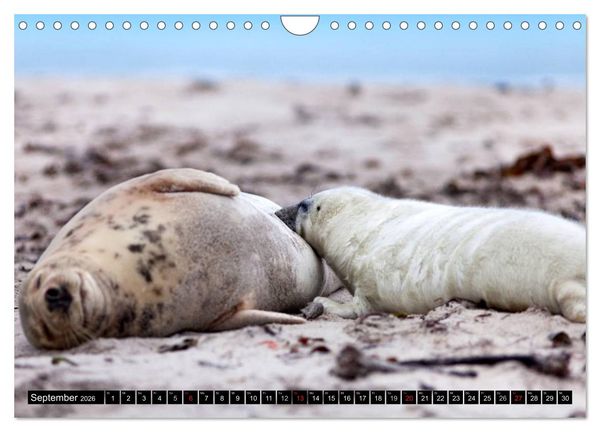 Produktbild: Robbenbabys (Wandkalender 2026 DIN A4 quer), CALVENDO Monatskalender
