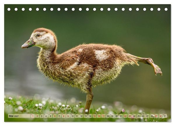 Produktbild: Gans sch&ouml;n wild (Tischkalender 2027 DIN A5 quer), CALVENDO Monatskalender