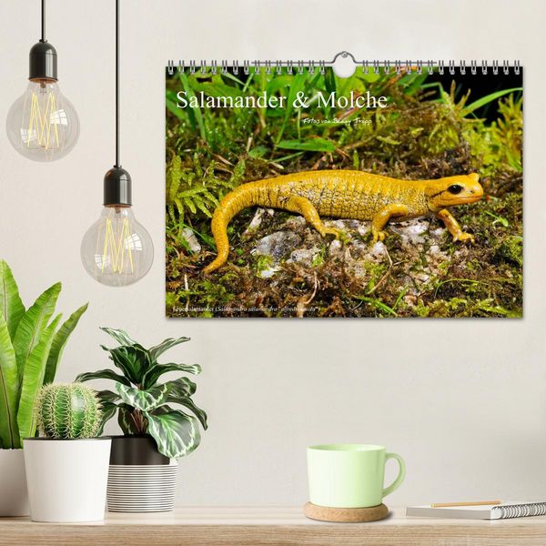 Produktbild: Salamander und Molche (Wandkalender 2026 DIN A4 quer), CALVENDO Monatskalender