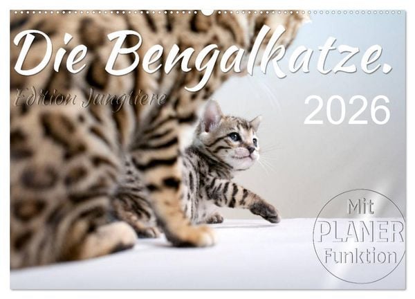 Produktbild: Die Bengalkatze. Edition Jungtiere (Wandkalender 2026 DIN A2 quer), CALVENDO Monatskalender