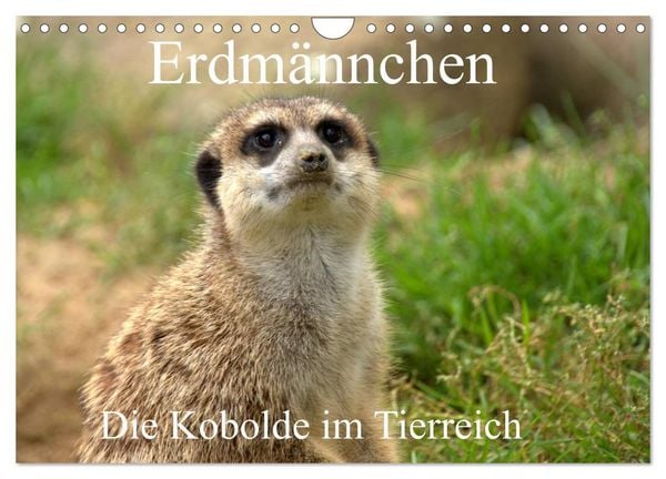 Produktbild: Erdm&auml;nnchen - Die Kobolde im Tierreich (Wandkalender 2026 DIN A4 quer), CALVENDO Monatskalender