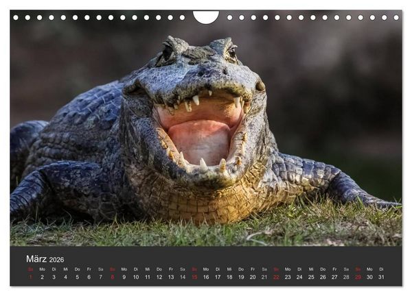 Produktbild: Wildlife Pantanal 2026 (Wandkalender 2026 DIN A4 quer), CALVENDO Monatskalender