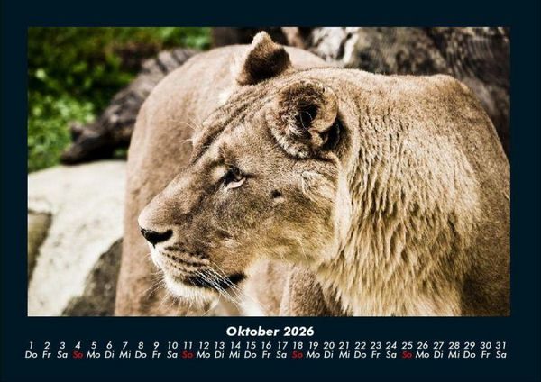 Produktbild: L&ouml;wen in der Wildnis 2026 Fotokalender DIN A4