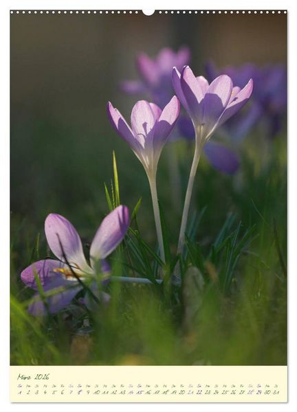 Produktbild: Bl&uuml;tenzauber im Garten (hochwertiger Premium Wandkalender 2026 DIN A2 hoch), Kunstdruck in Hochglanz