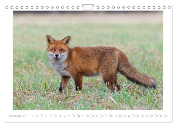 Produktbild: Un an avec le renard roux (Calendrier mural 2027 DIN A4 vertical), CALVENDO calendrier mensuel