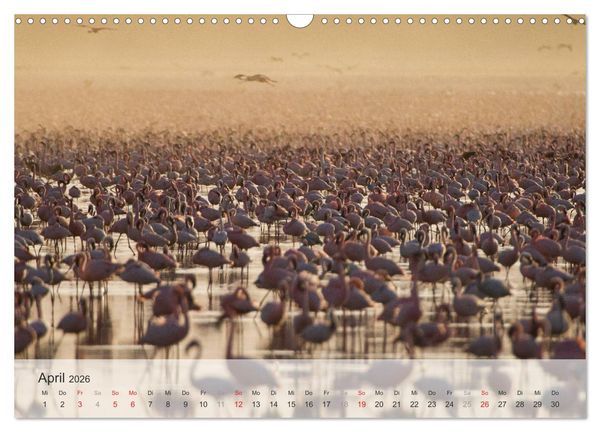 Produktbild: Flamingo Impressionen 2026 (Wandkalender 2026 DIN A3 quer), CALVENDO Monatskalender