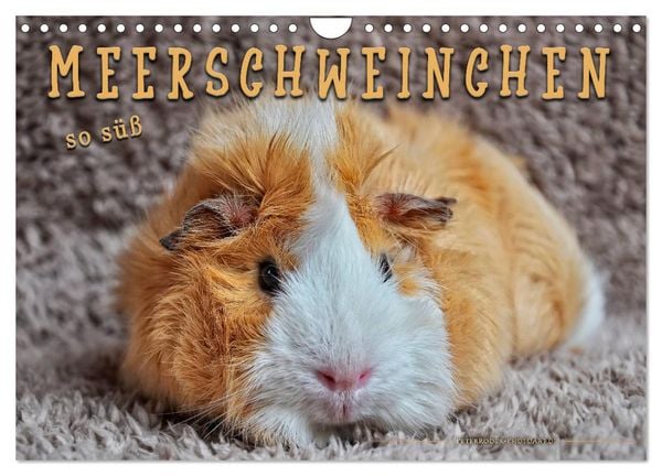 Produktbild: Meerschweinchen - so s&uuml;&szlig; (Wandkalender 2026 DIN A4 quer), CALVENDO Monatskalender