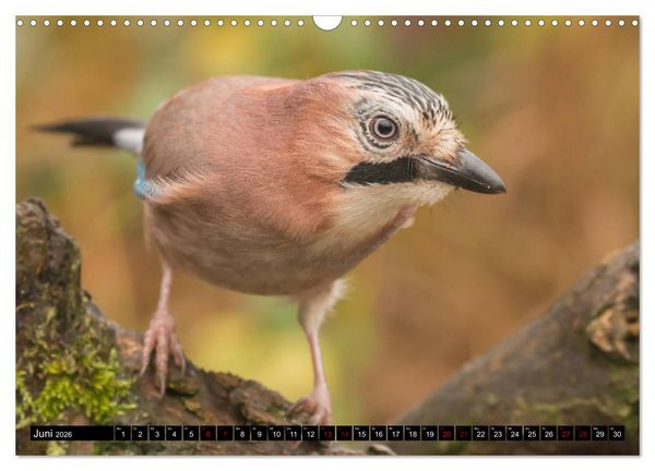 Produktbild: V&ouml;gel aus dem Garten (Wandkalender 2026 DIN A3 quer), CALVENDO Monatskalender