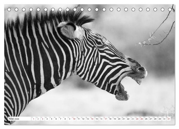 Produktbild: Emotionale Momente: Zebras - black & white. (Tischkalender 2026 DIN A5 quer), CALVENDO Monatskalender