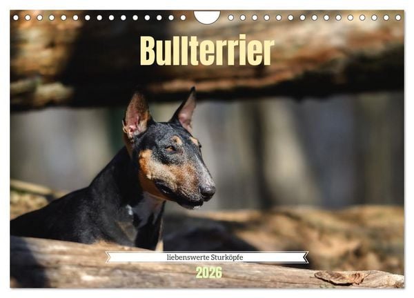 Bullterrier, liebenswerte Sturköpfe (Wandkalender 2026 DIN A4 quer), CALVENDO Monatskalender