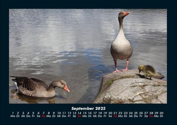 Produktbild: Enten 2025 Fotokalender DIN A4