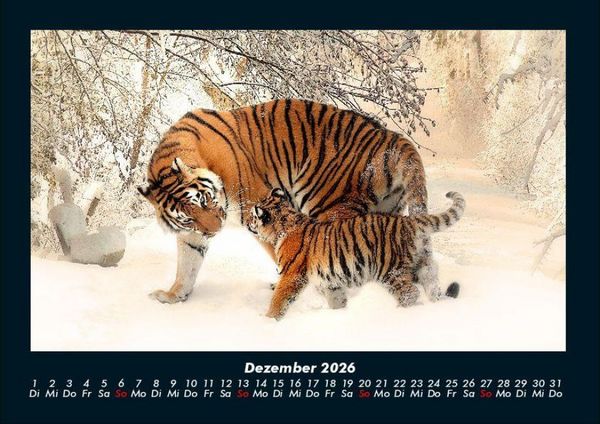 Produktbild: Tiger 2026 Fotokalender DIN A4