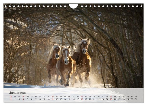 Produktbild: Pferde 2026 Kraft und Anmut (Wandkalender 2026 DIN A4 quer), CALVENDO Monatskalender