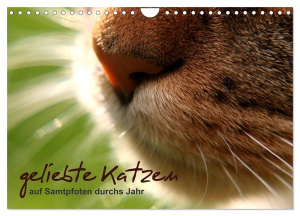 Produktbild: geliebte Katzen - auf Samtpfoten durchs Jahr (Wandkalender 2026 DIN A4 quer), CALVENDO Monatskalender