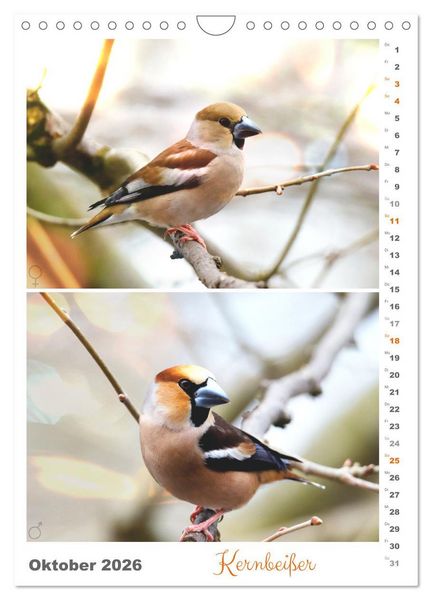 Produktbild: Vogel-Paare (Wandkalender 2026 DIN A4 hoch), CALVENDO Monatskalender