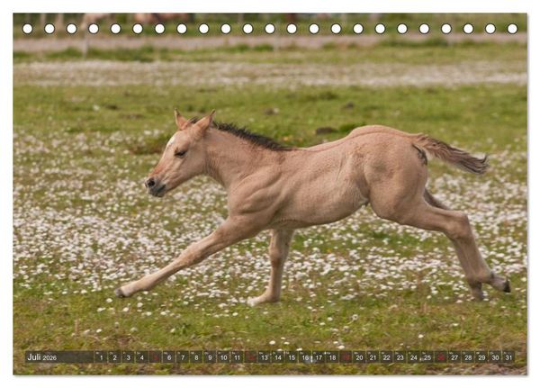 Produktbild: Fohlen - Lustige Pferdekinder (Tischkalender 2026 DIN A5 quer), CALVENDO Monatskalender