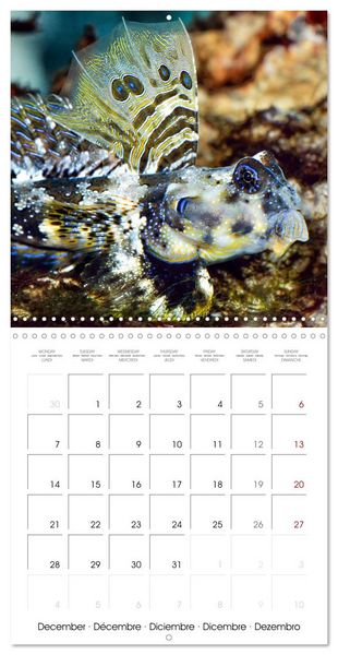 Produktbild: Fish magic (Wall Calendar 2026 12 &times; 12 Inch) CALVENDO 12 Month Wall Calendar