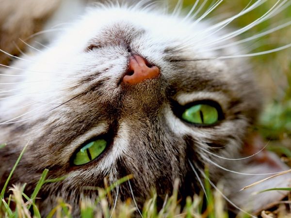 Produktbild: Nahaufnahme einer Katze (Puzzle)