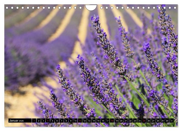 Produktbild: Lavendel (Wandkalender 2026 DIN A4 quer), CALVENDO Monatskalender