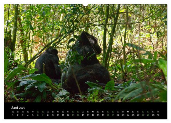 Produktbild: Ugandas friedliche Berggorillas (Wandkalender 2026 DIN A2 quer), CALVENDO Monatskalender