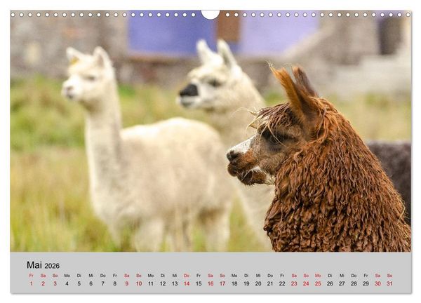 Produktbild: Unter Lamas und Alpakas (Wandkalender 2026 DIN A3 quer), CALVENDO Monatskalender