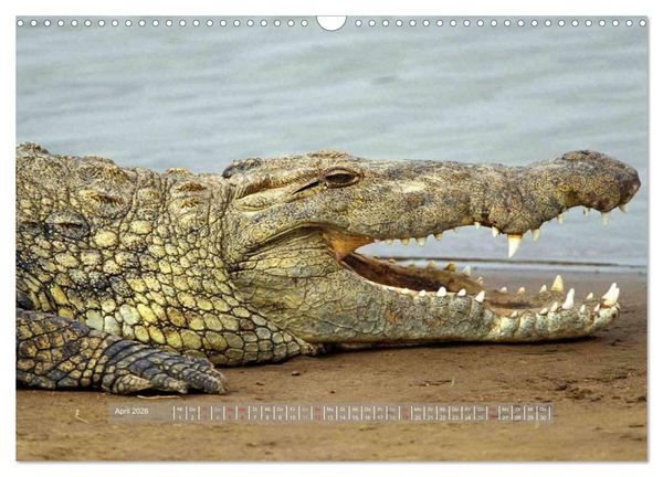 Produktbild: Krokodile & Alligatoren (Wandkalender 2026 DIN A3 quer), CALVENDO Monatskalender