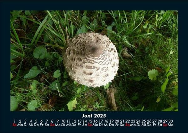 Produktbild: Pilzkalender 2025 Fotokalender DIN A5
