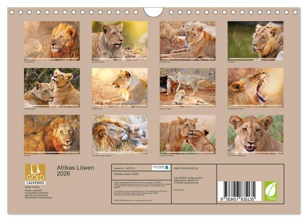 Produktbild: Afrikas L&ouml;wen 2026 (Wandkalender 2026 DIN A4 quer), CALVENDO Monatskalender