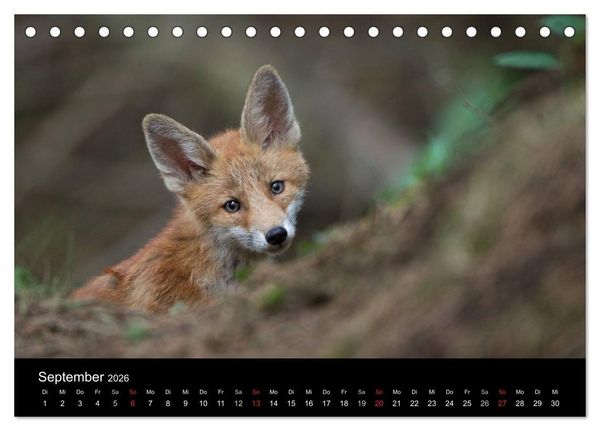 Produktbild: Ein Blick in Reinekes Kinderstube (Tischkalender 2026 DIN A5 quer), CALVENDO Monatskalender