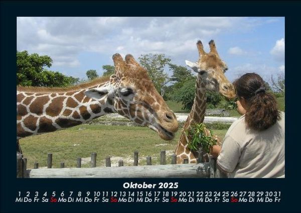 Produktbild: Giraffen 2025 Fotokalender DIN A5