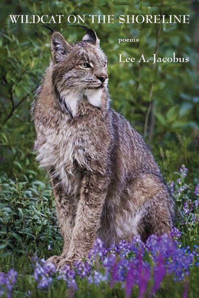 Produktbild: Wildcat on the Shoreline
