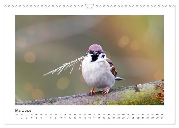 Produktbild: Gefiederte Garteng&auml;ste, Spatzenleben (Wandkalender 2026 DIN A3 quer), CALVENDO Monatskalender