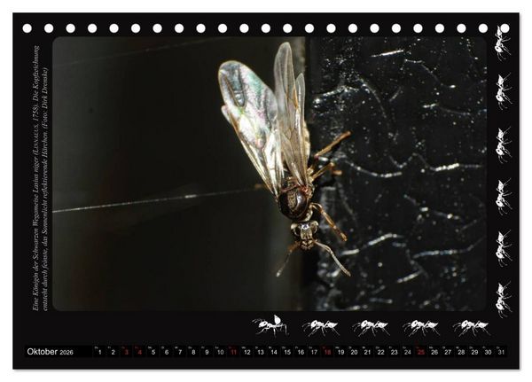 Produktbild: AntsNature - Faszination Ameisen (Tischkalender 2026 DIN A5 quer), CALVENDO Monatskalender