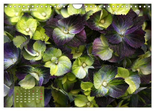 Produktbild: Himmlische Hortensien (Wandkalender 2026 DIN A4 quer), CALVENDO Monatskalender