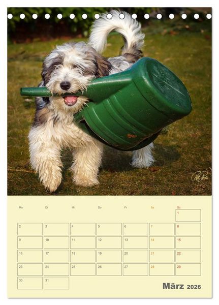 Produktbild: PON-Welpen - jeder Tag ein gro&szlig;es Abenteuer / Planer (Tischkalender 2026 DIN A5 hoch), CALVENDO Monatskalender