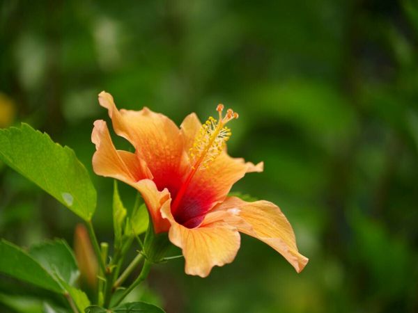 Produktbild: CALVENDO Puzzle Ein Motiv aus dem Kalender Zarte Sch&ouml;nheiten - Feine Hibiskusbl&uuml;ten | 1000 Teile Lege-Gr&ouml;&szlig;e 64x48cm Foto-Puzzle f&uuml;r gl&uuml;ckliche Stunden