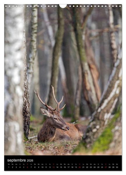 Produktbild: LE CERF EN FRANCE (Calendrier mural 2026 DIN A3 horizontal), CALVENDO calendrier mensuel