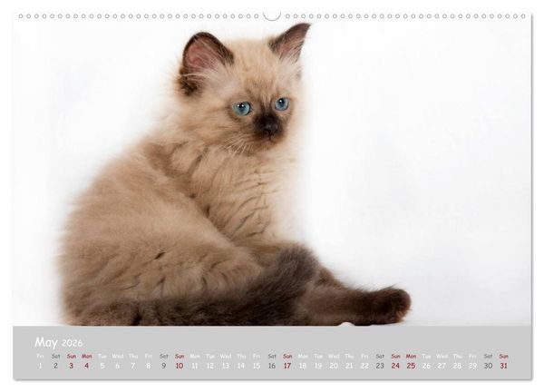 Produktbild: Amazing Ragdoll Kittens (High Quality Premium Wall Calendar 2026 DIN A2 landscape),CALVENDO 12 Month Wall Calendar