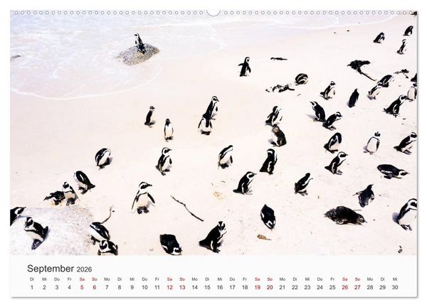 Produktbild: Pinguine - Die sympathischen Frack-Tr&auml;ger (hochwertiger Premium Wandkalender 2026 DIN A2 quer), Kunstdruck in Hochglanz