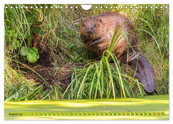 Produktbild: Impressionen aus Mecklenburg - Vorpommern (Wandkalender 2026 DIN A4 quer), CALVENDO Monatskalender