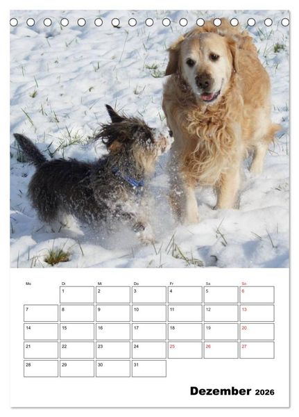 Produktbild: Liebenswerte Zwergrauhaardackel (Tischkalender 2026 DIN A5 hoch), CALVENDO Monatskalender