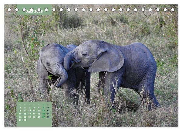 Produktbild: E wie Elefanten - verspielt und schn&uuml;ssig (Tischkalender 2026 DIN A5 quer), CALVENDO Monatskalender