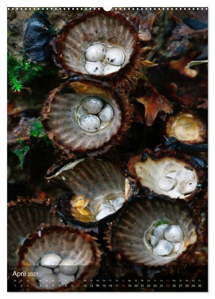Produktbild: Kuriosit&auml;ten aus der Welt der Pilze (hochwertiger Premium Wandkalender 2027 DIN A2 hoch), Kunstdruck in Hochglanz