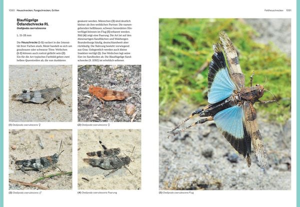Produktbild: Das gro&szlig;e BLV Handbuch Insekten