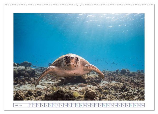 Produktbild: Begegnung mit Meeresschildkr&ouml;ten (hochwertiger Premium Wandkalender 2026 DIN A2 quer), Kunstdruck in Hochglanz