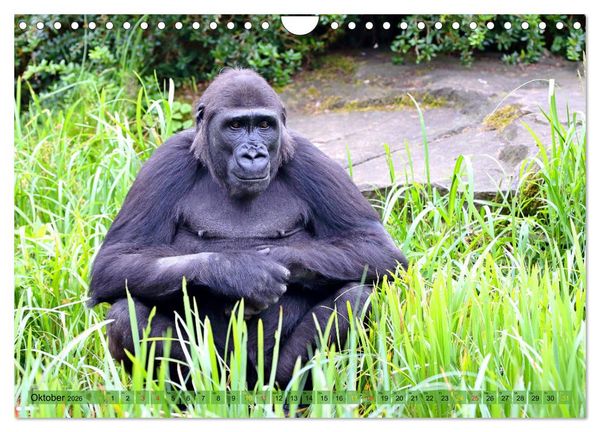 Produktbild: Flachlandgorillas in Apenheul (Wandkalender 2026 DIN A4 quer), CALVENDO Monatskalender