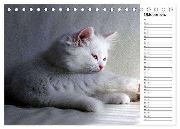 Produktbild: Aus der Kinderstube der Perserkatze (Tischkalender 2026 DIN A5 quer), CALVENDO Monatskalender