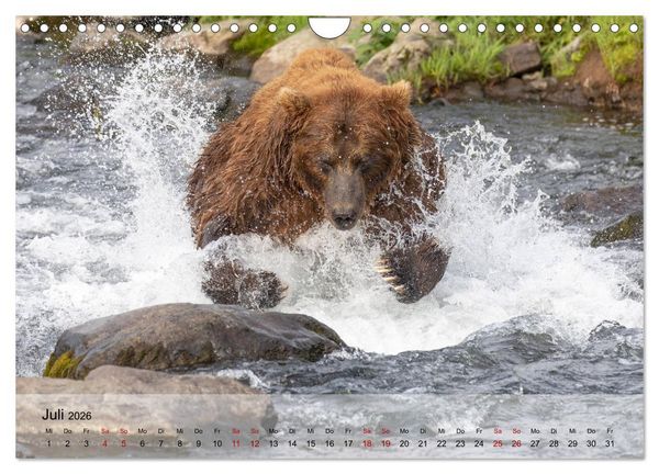 Produktbild: Aug in Aug mit den Braunb&auml;ren in Kamtschatka (Wandkalender 2026 DIN A4 quer), CALVENDO Monatskalender