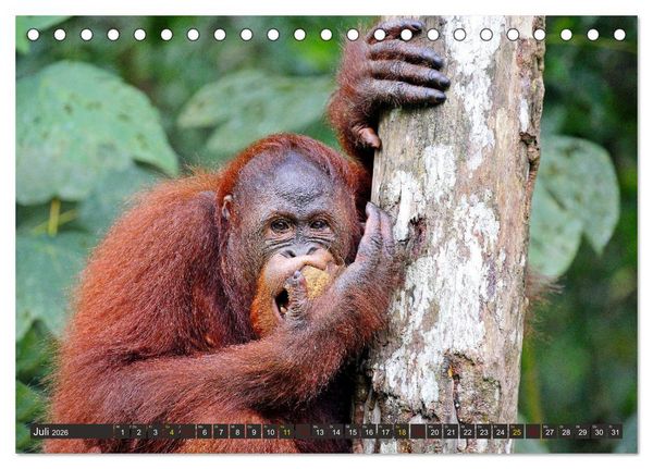 Produktbild: Waldmenschen - Orang Utans auf Borneo (Tischkalender 2026 DIN A5 quer), CALVENDO Monatskalender